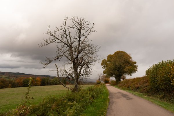 What are the most scenic train rides in the UK for autumn foliage?